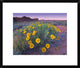 Sunflowers and Buttes, Capitol Reef National Park, Utah, 22"x18"