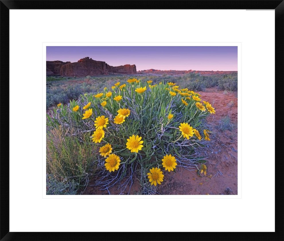 Sunflowers and Buttes, Capitol Reef National Park, Utah, 22"x18"