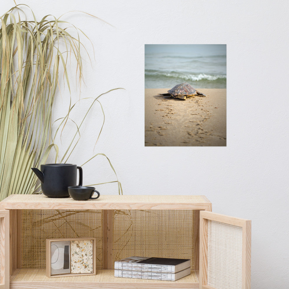 Baby Loggerhead Sea Turtle Beach Ocean Photograph Loose Wall Art Print, 16" X 20"