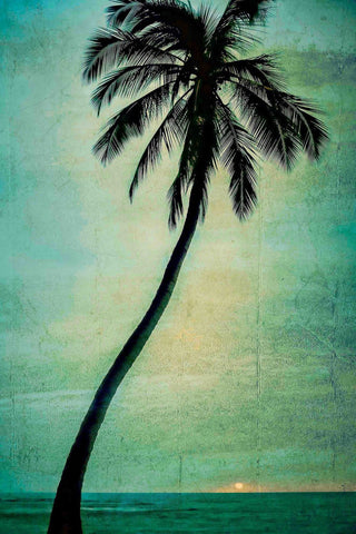 Lone Palm Print on Canvas, 101x152 cm