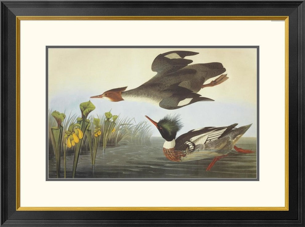 "Red-Breasted Merganser" Framed Digital Print by John James Audubon, 32x24"