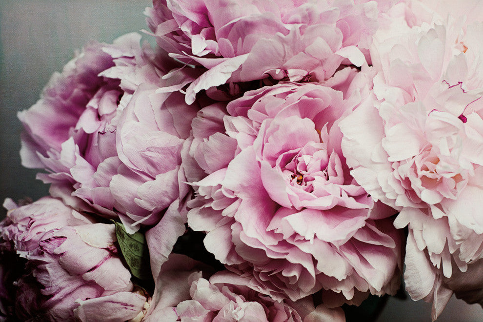 "Peonies Galore Ii" Museum Mounted Canvas Print, 24"x18"