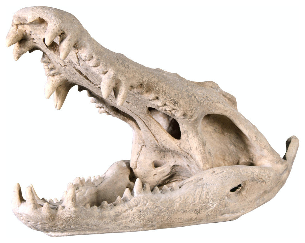 Crocodile Skull Sculptural Artifact