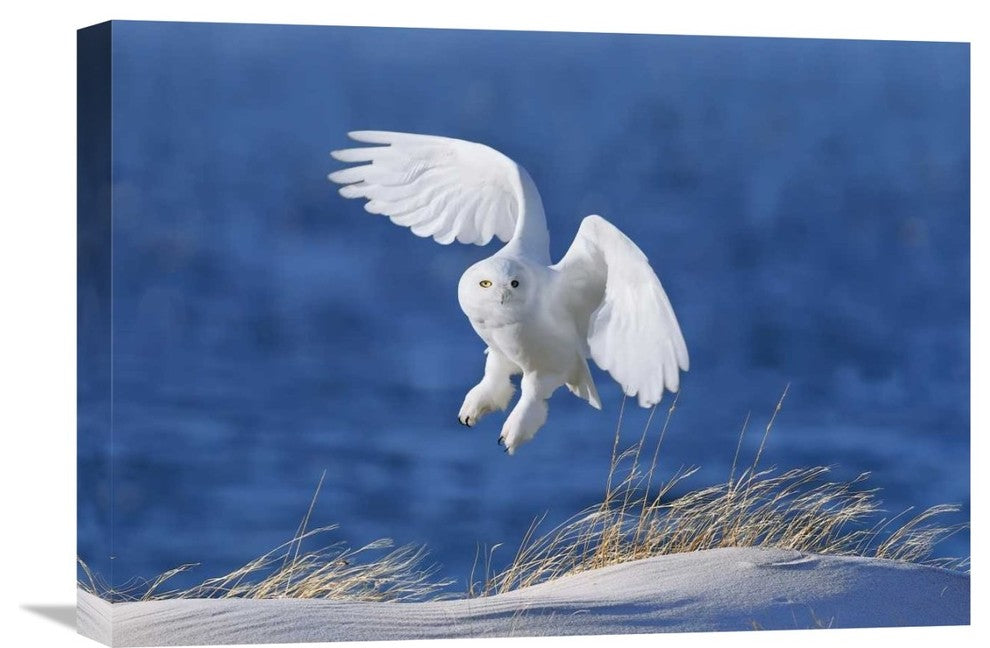 "White Spirit Demon" Stretched Canvas Giclee by Wei Tang, 22x16"