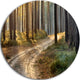 Road In Thick Morning Forest, Landscape Photo Round Wall Art, 36"