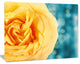 Rose Flower with Lit up Background, Large Floral Canvas Artwork, 40"x30"