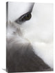 "Black-Browed Albatross Detail, Falkland Islands" Artwork, 20" x 30"