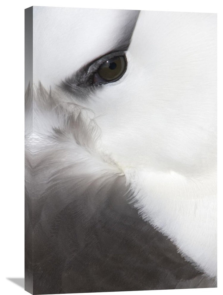 "Black-Browed Albatross Detail, Falkland Islands" Artwork, 20" x 30"