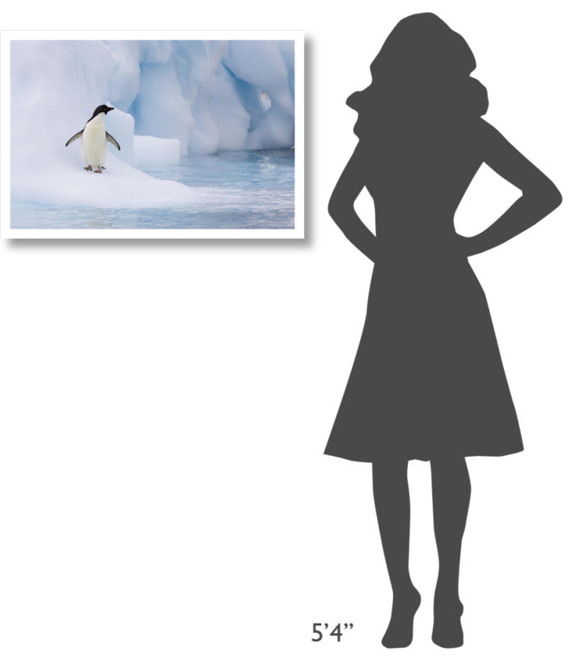 "Adelie Penguin on melting iceberg, Paulet Island" Paper Art, 32"x22"