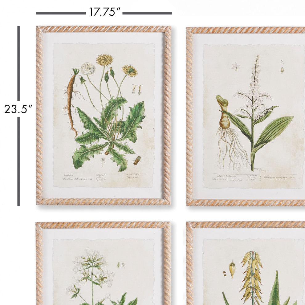 4-Piece Vintage Botanical Study Set