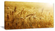 Golden Wheat Field, Large Landscape Canvas Art, 32"x16"