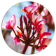 Bunch Of Beautiful Tropical Flowers, Floral Disc Metal Wall Art, 11"