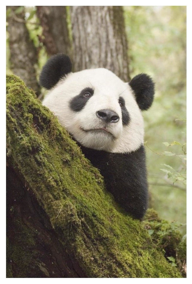 "Xiang Xiang, 1st captive raised panda released into wild" Paper Art, 14"x20"