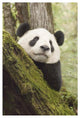 "Xiang Xiang, 1st captive raised panda released into wild" Paper Art, 14"x20"