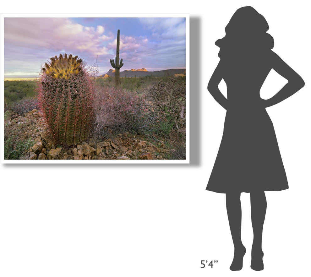 "Saguaro and Giant Barrel Cactus, Saguaro National Park" Paper Art, 50"x38"