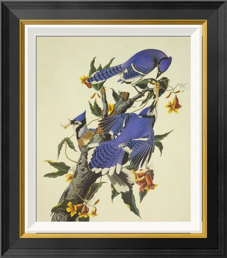 "Blue Jay" Framed Canvas Giclee by John James Audubon, 20x22"