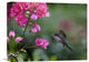 "Magnificent Hummingbird Female Feeding At Flower, Costa Rica" Artwork