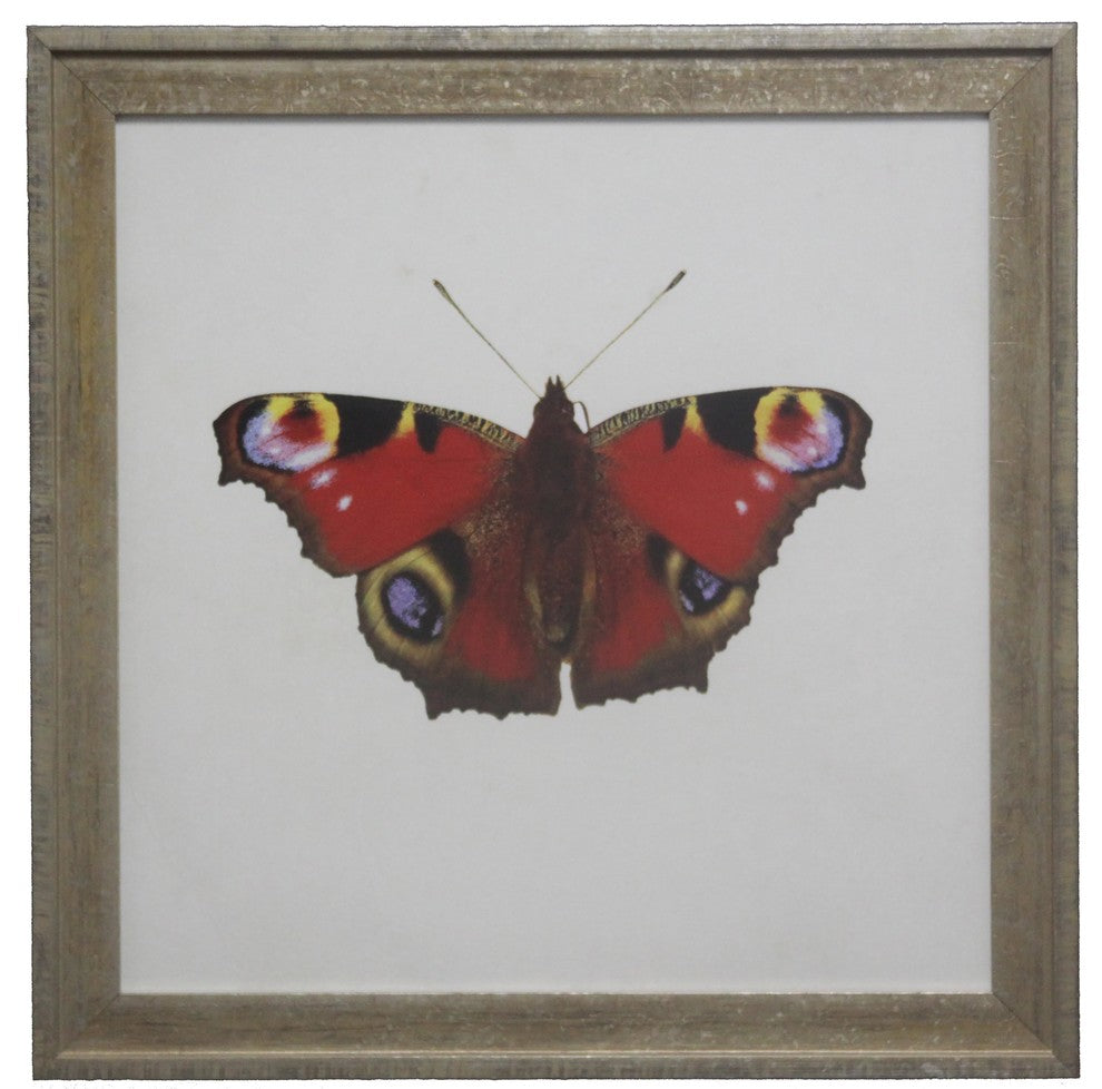 Bright Red Butterfly, Vintage Cream And Gold Moulding