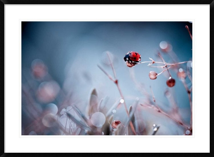 "High Diving" Framed Digital Print by Fabien Bravin, 38"x28"