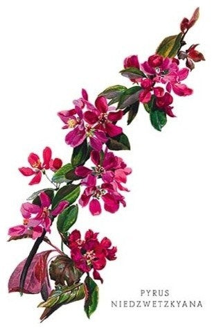 Pyrus Niedzwetzkyana- Gallery Wrapped Canvas Art 28" x 42"