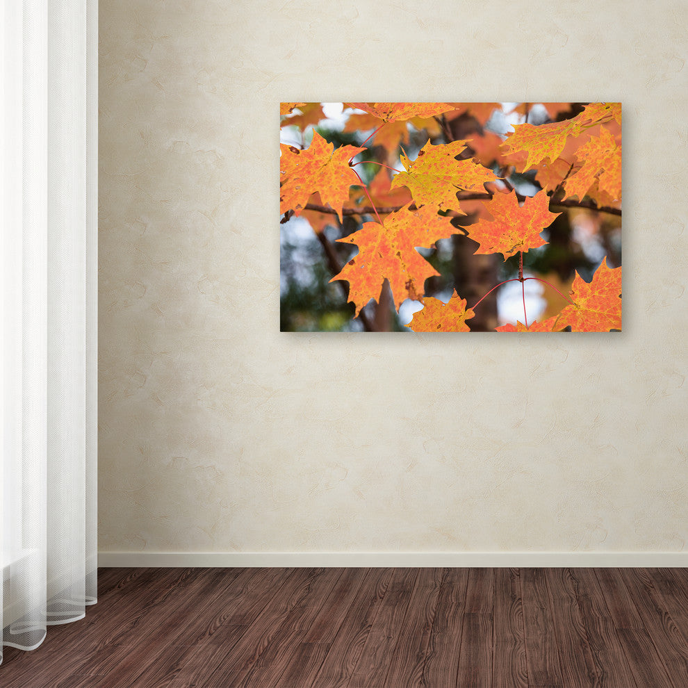 Jason Shaffer 'Orange Maple' Canvas Art, 47x30