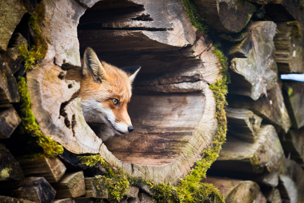 Young Red Fox Face In Mossy Stump Animal Wildlife Photo Canvas Wall Art Prints, 24" X 36"