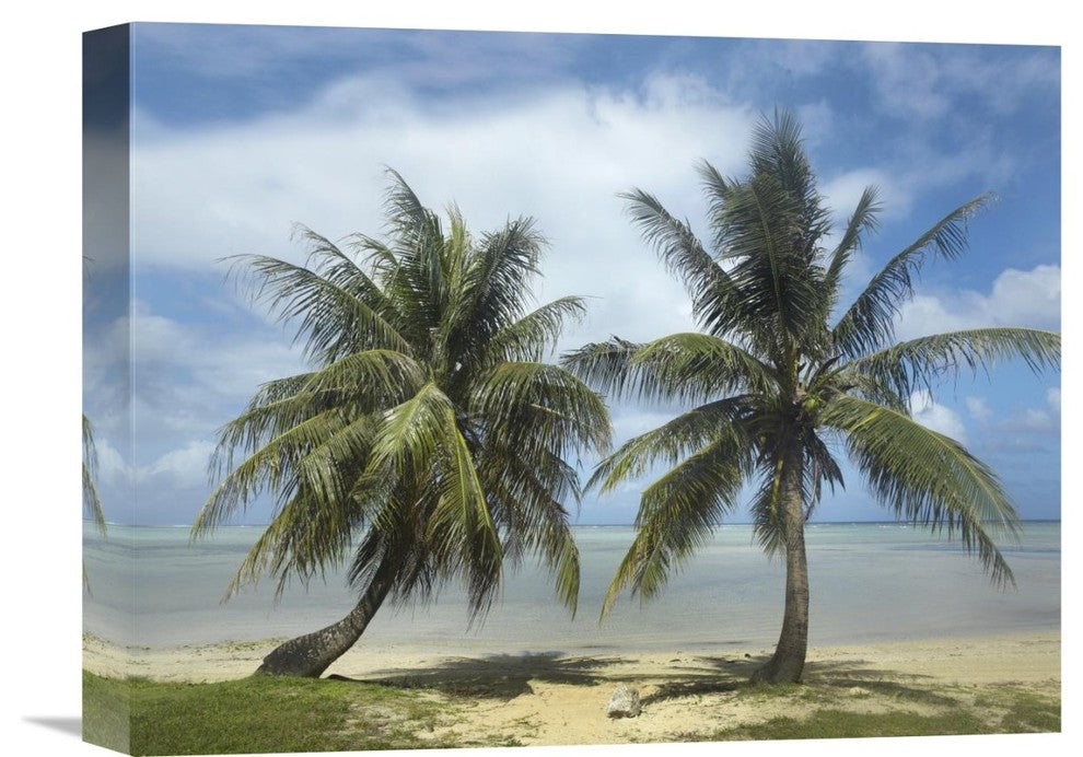 "Palm trees, Agana Beach, Guam" Canvas Giclee by Tim Fitzharris, 16"x12"