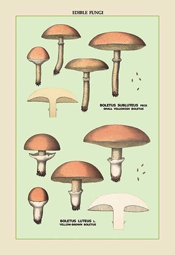 Edible Fungi: Boletus Luteus and Subluteus- Gallery Wrapped Canvas Art 28" x 42"