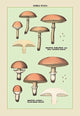 Edible Fungi: Boletus Luteus and Subluteus- Gallery Wrapped Canvas Art 28" x 42"