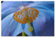 Cora Niele ''Blue Poppy'' Canvas Art