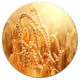 Ears Of Golden Wheat Close-Up, Landscape Wall Round Wall Art, 23"