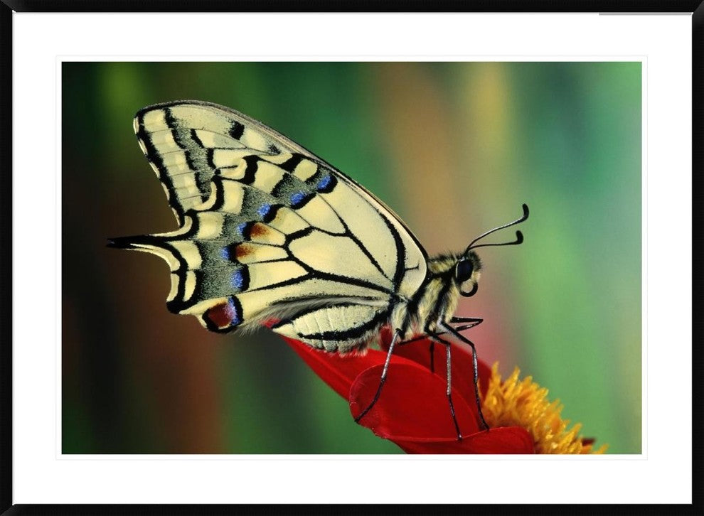 "Oldworld Swallowtail side view, Europe"  by Jef Meul, 44x32"