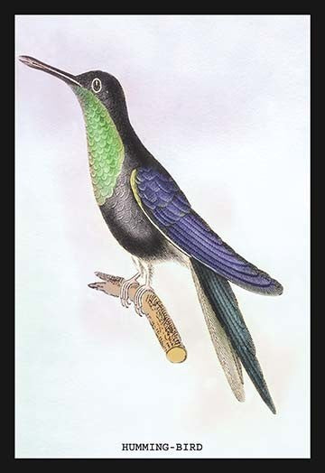Humming-Bird - Gallery Wrapped Canvas Art 28" x 42"