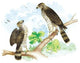 Sharp Skinned Hawk (Pigeon Hawk), with Broad Wing Hawk