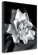 "Gardenia" By Debra Van Swearingen, Giclee Print on Gallery Wrap Canvas