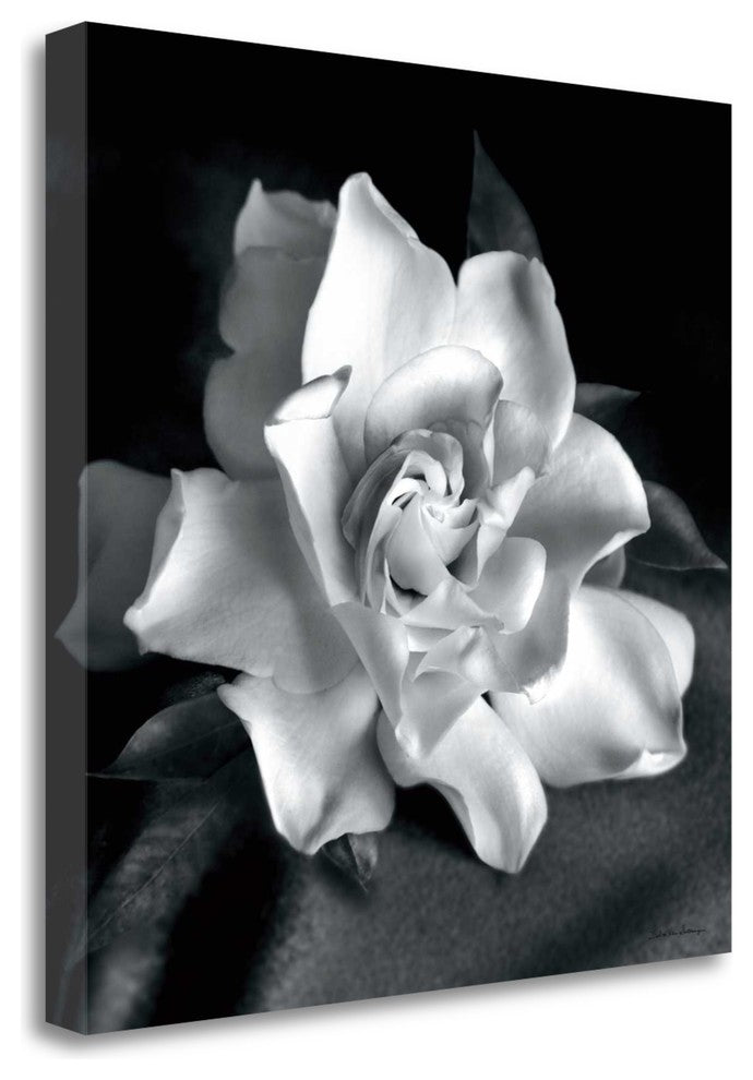 "Gardenia" By Debra Van Swearingen, Giclee Print on Gallery Wrap Canvas