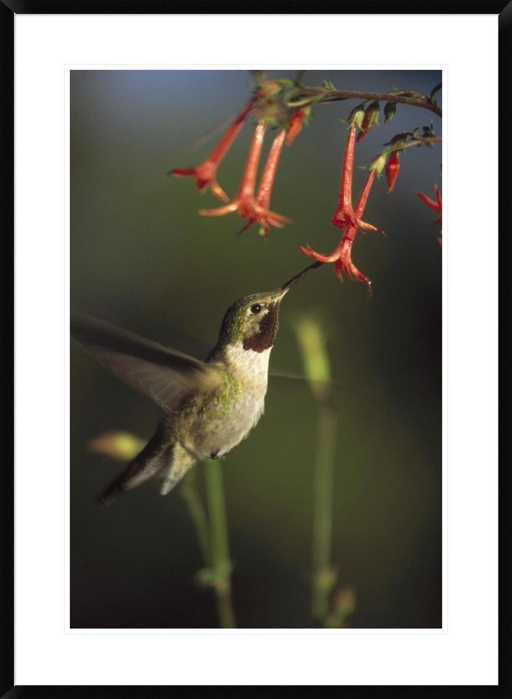 Broad-Tailed Hummingbird Feeding On Scarlet Gilia Flowers, New Mexico, 26"x36"