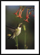 Broad-Tailed Hummingbird Feeding On Scarlet Gilia Flowers, New Mexico, 26"x36"