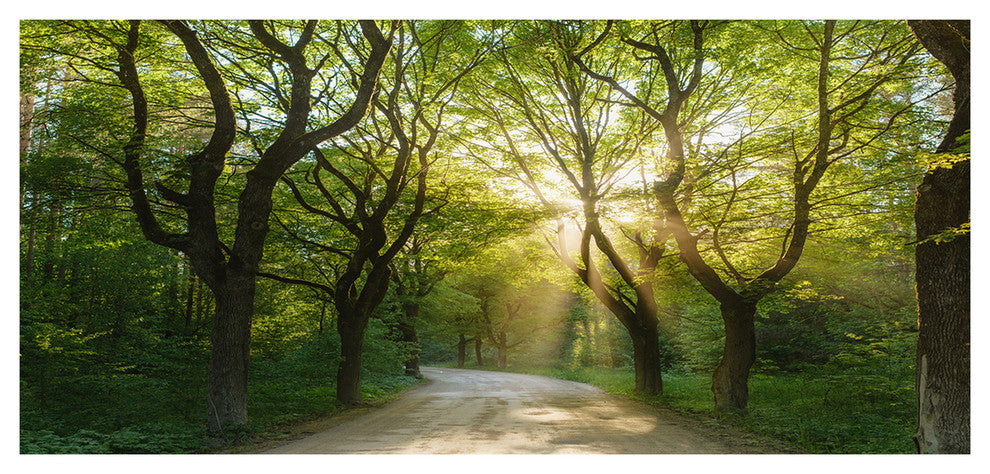 Evening in Green Forest, Large landscape Canvas Art Print, 60"x28"