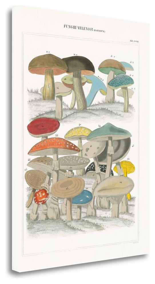 "Funghi Italiani II" By Wild Apple Portfolio, Giclee on Gallery Wrap Canvas