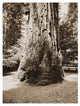 "Big Tree Felton (Redwood), Santa Cruz, California, 1880s" Paper Art, 14"x18"