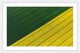 "Green and Yellow Crops" Framed Painting Print