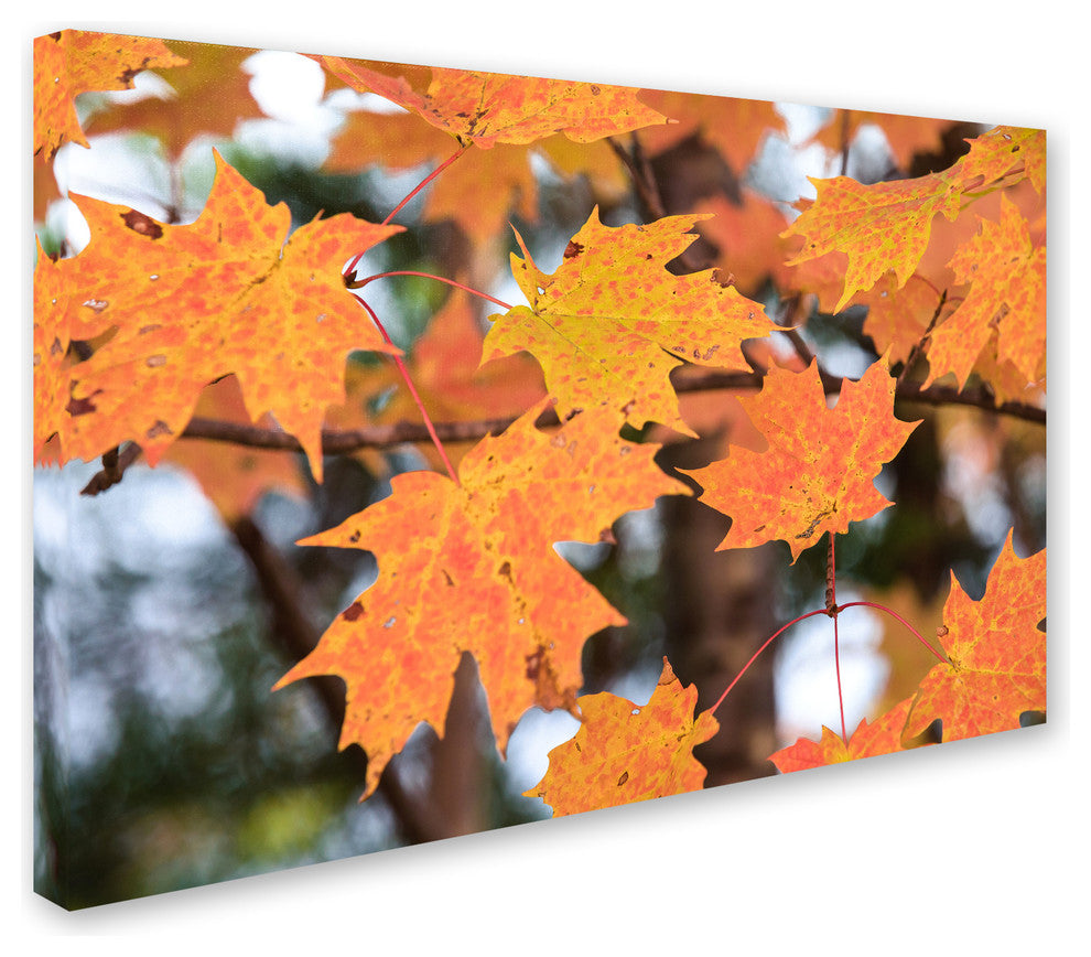 Jason Shaffer 'Orange Maple' Canvas Art, 47x30