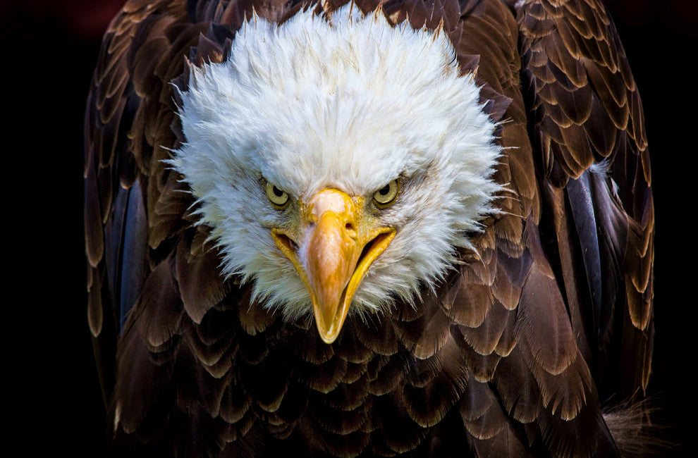 Bald Eagle Portrait Close-up Loose Wall Art Print, 24" X 36"
