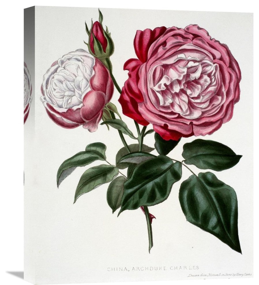 "China, Archduke Charles" Stretched Canvas Giclee by Henry Curtis, 18"x22"