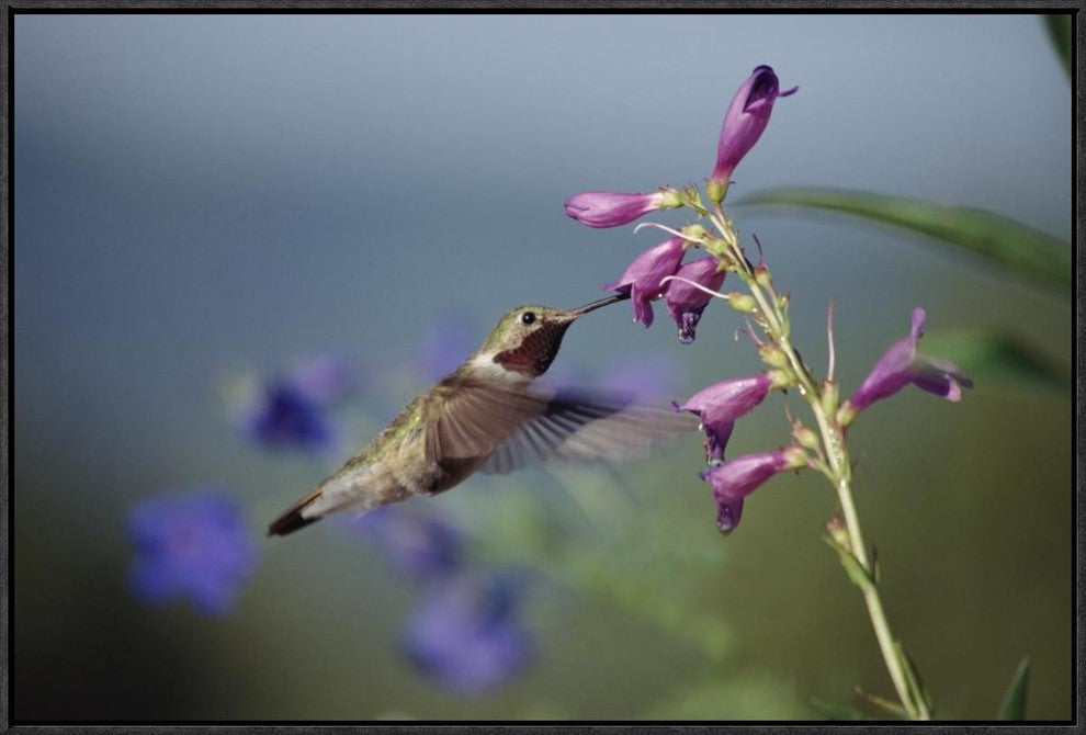 Broad-Tailed Hummingbird Feeding On Flowers, New Mexico, 30"x20"