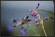 Broad-Tailed Hummingbird Feeding On Flowers, New Mexico, 30"x20"