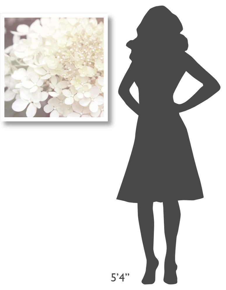 "Hydrangea Dream II" Digital Paper Print by Laura Marshall, 26"x26"