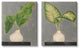 Large Palm Leaf Potted Plants Interior Still Life,24 x 30