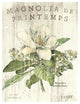 "Magnolia de Printemps" Digital Paper Print by Sue Schlabach, 38"x50"